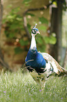 Indian Peafowl