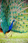 peafowl