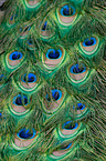 Indian Peafowl