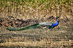 Indian Peafowl