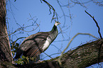 Indian Peafowl