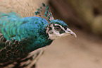 peafowl