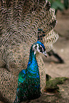 Indian Peafowl