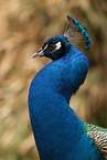 Indian Peafowl