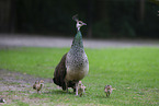 Indian Peafowl