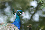 Indian Peafowl