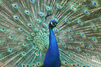 Indian Peafowl