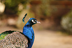 Indian Peafowl