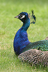 Indian Peafowl