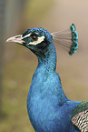 peafowl