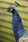 peafowl
