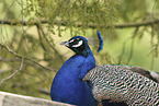 Indian Peafowl