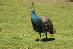 Indian Peafowl