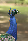 Indian Peafowl