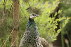 Indian Peafowl