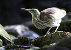 Indian pond heron