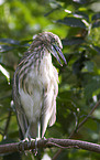 Indian pond heron