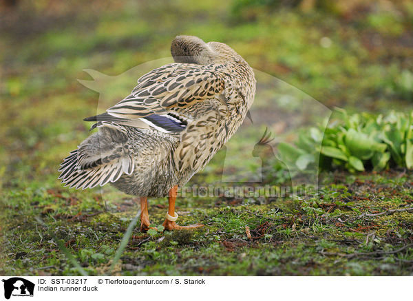 Indische Laufente / Indian runner duck / SST-03217