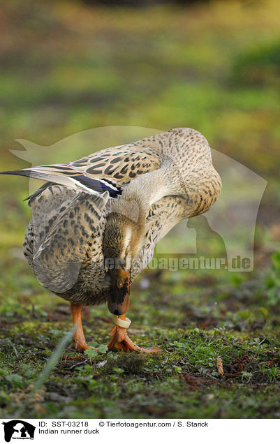 Indische Laufente / Indian runner duck / SST-03218