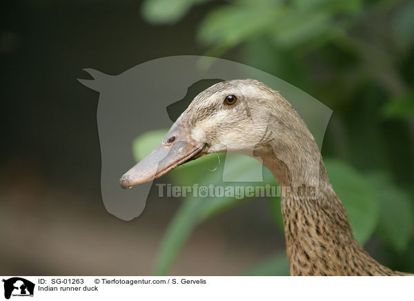 Indian runner duck / SG-01263