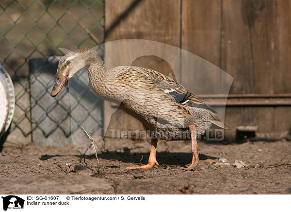 Indian runner duck / SG-01607