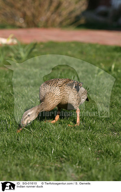 Indian runner duck / SG-01610