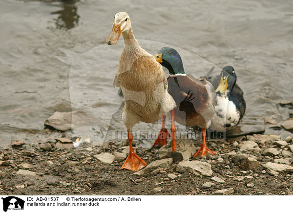 Stockenten und Indische Laufente / mallards and indian runner duck / AB-01537