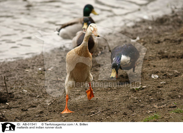 Stockenten und Indische Laufente / mallards and indian runner duck / AB-01541