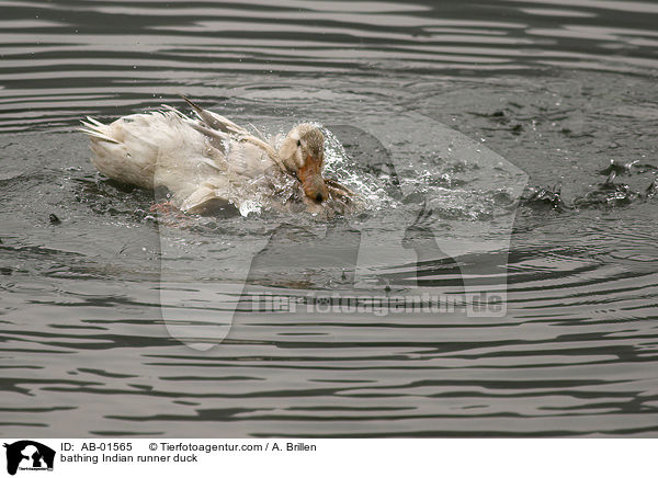 badende Indische Laufente / bathing Indian runner duck / AB-01565