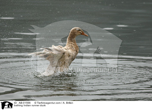 bathing Indian runner duck / AB-01566