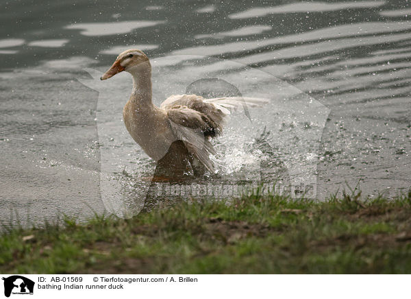 bathing Indian runner duck / AB-01569