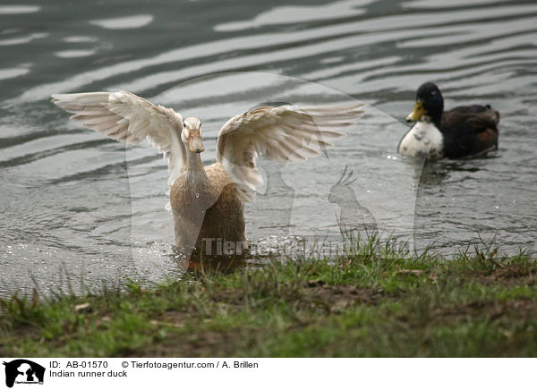 Indische Laufente / Indian runner duck / AB-01570