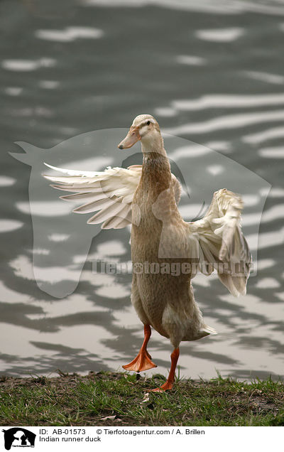 Indian runner duck / AB-01573