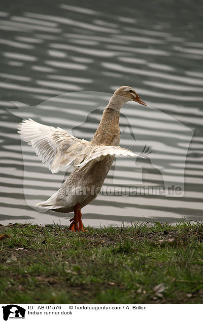 Indische Laufente / Indian runner duck / AB-01576