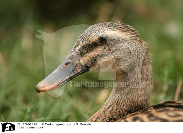Indian runner duck / SG-02198