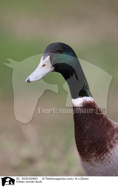 Indian runner duck / AVD-02883