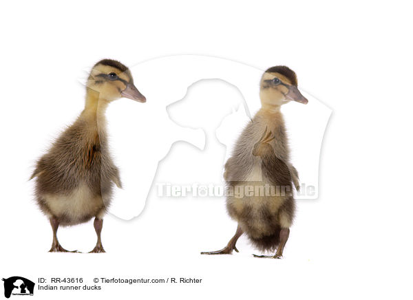 Indische Laufenten / Indian runner ducks / RR-43616