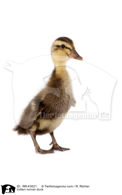 Indische Laufente / Indian runner duck / RR-43621
