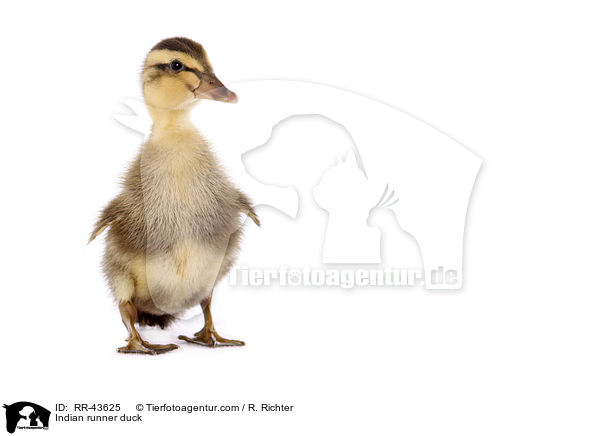 Indische Laufente / Indian runner duck / RR-43625