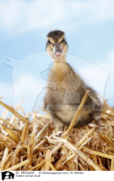 Indische Laufente / Indian runner duck / RR-43635