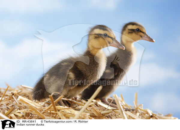 Indische Laufenten / Indian runner ducks / RR-43641
