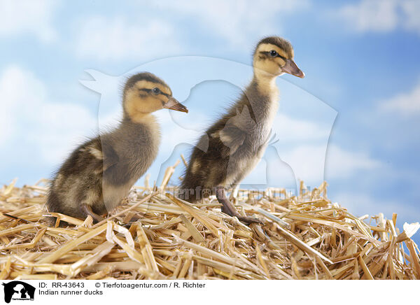 Indische Laufenten / Indian runner ducks / RR-43643