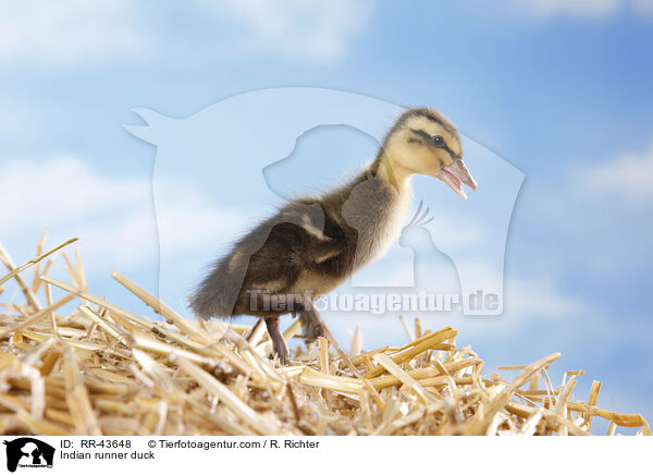 Indian runner duck / RR-43648