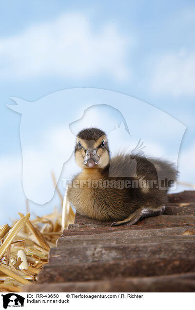 Indische Laufente / Indian runner duck / RR-43650