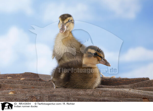 Indische Laufenten / Indian runner ducks / RR-43654
