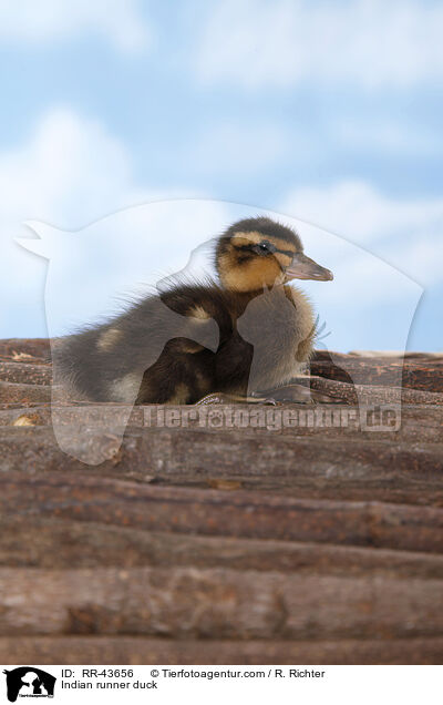 Indian runner duck / RR-43656