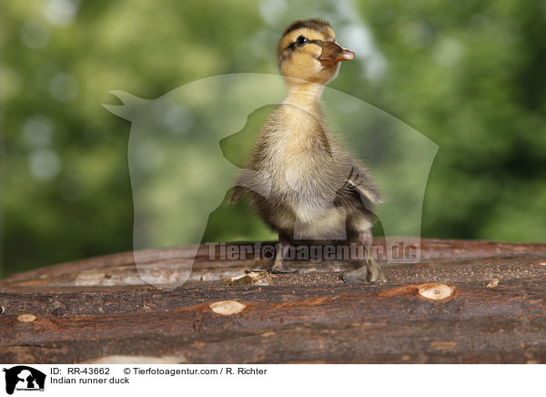 Indische Laufente / Indian runner duck / RR-43662