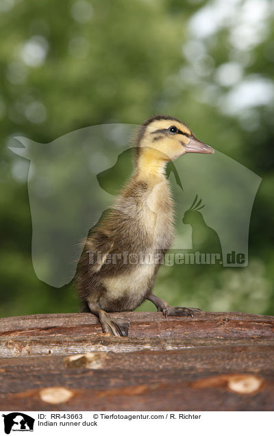 Indische Laufente / Indian runner duck / RR-43663