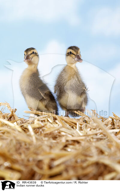 Indian runner ducks / RR-43639