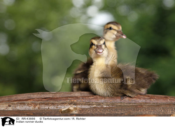 Indische Laufenten / Indian runner ducks / RR-43666